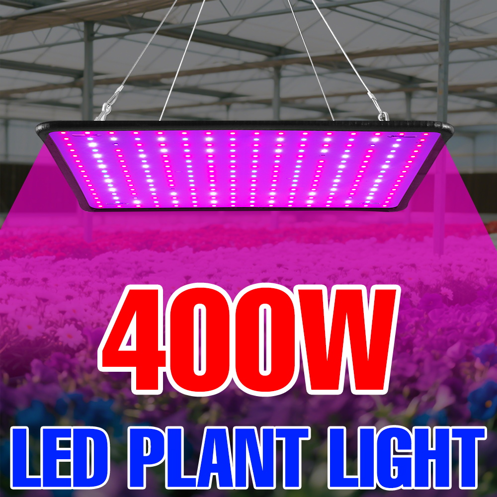 Echeveria Succulent - 400W Led Grow Light Volledige Spectrum