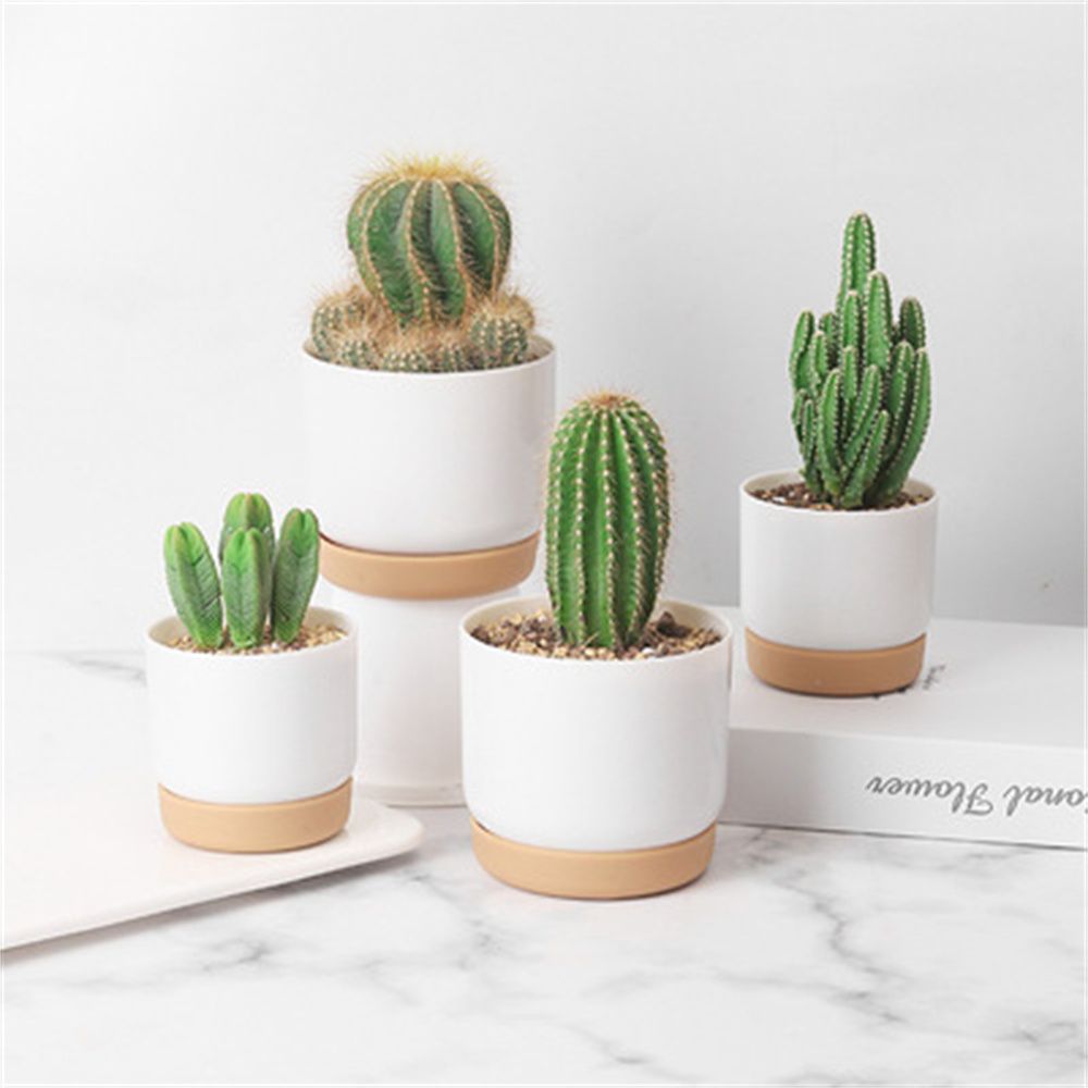Ronde Cactus Vetplanten Tuinbe - Echeveria Succulent recensie en prijs
