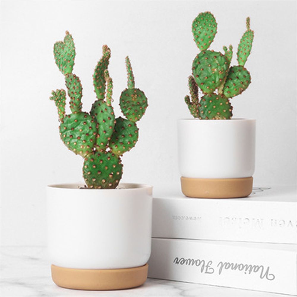 Ronde Cactus Vetplanten Tuinbe - Echeveria Succulent recensie en prijs