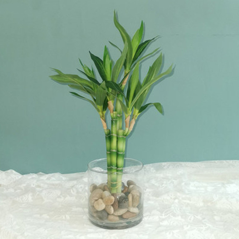 Nieuwe 40 cm rFtificial Lucky  - Echeveria Succulent recensie en prijs