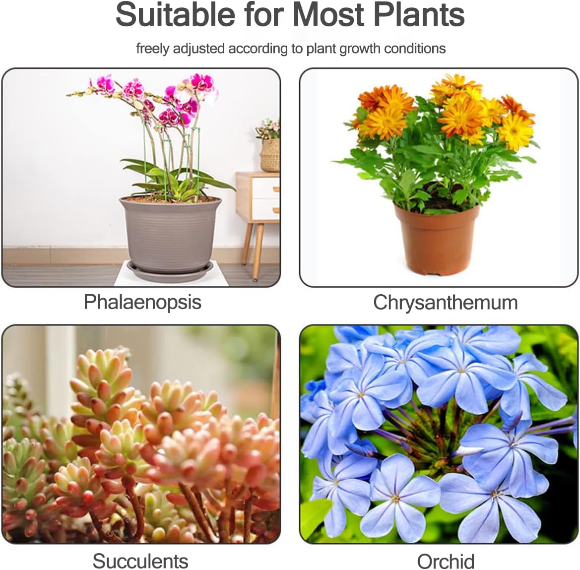 5/10 Stuks Plant Ondersteuning - Echeveria Succulent recensie en prijs